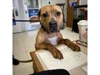 Adopt Darla a Pit Bull Terrier