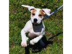 Adopt Lola a Mixed Breed