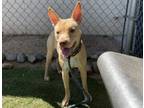 Adopt NUBIA a Pharaoh Hound, Pit Bull Terrier