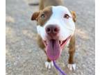 Adopt CUTIE* a Pit Bull Terrier