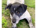 Adopt MAYA a Australian Cattle Dog / Blue Heeler