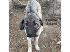 Adopt MISSOURI, ROLLA; "ARKANE" a Anatolian Shepherd