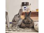 Adopt Annie & Fiona (South Surrey) a Bunny Rabbit