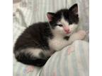 Adopt Soba a Domestic Short Hair