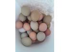 Fresh farm eggs