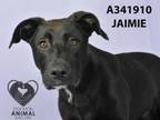 Adopt JAMIE a Pit Bull Terrier