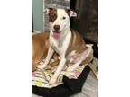 Adopt Nelly a Pit Bull Terrier