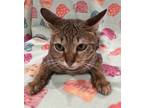 Adopt Sarafina a Abyssinian