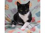 Adopt Munchie a Domestic Short Hair