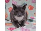 Adopt Ruffles a Domestic Short Hair