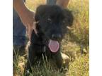 Adopt Hibiscus a Mixed Breed