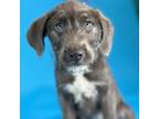 Adopt Jasmine a Mixed Breed