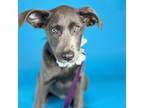 Adopt Lavender a Mixed Breed