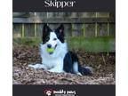 Adopt Skipper a White - with Black Border Collie / Mixed dog in Council Bluffs