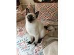 Adopt Noel a Siamese