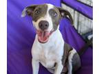 Adopt Rarity a Pit Bull Terrier, Cattle Dog