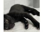 Adopt Squash a All Black Domestic Shorthair (short coat) cat in Long Beach