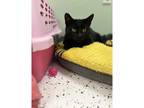 Adopt Munchkin a Domestic Shorthair / Mixed cat in Kalamazoo, MI (38450207)