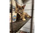 Adopt Zoey a Domestic Shorthair / Mixed cat in Kalamazoo, MI (38450204)