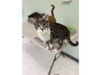 Adopt Milo a Domestic Shorthair / Mixed cat in Kalamazoo, MI (38447788)