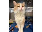 Adopt Milkshake a Domestic Shorthair / Mixed cat in Kalamazoo, MI (38450202)