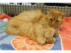 Adopt Foxy a Domestic Mediumhair / Mixed cat in Kalamazoo, MI (38450201)