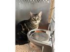 Adopt Simone a Domestic Shorthair / Mixed cat in Kalamazoo, MI (38450197)