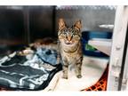 Adopt Cece a Domestic Shorthair / Mixed cat in Kalamazoo, MI (38450199)