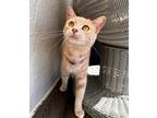 Adopt Winnie a Domestic Short Hair