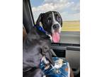 Adopt Asher James a Black - with White Boxer / Mixed dog in Austin