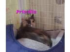 Adopt Priscilla a Domestic Medium Hair