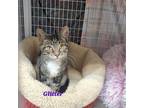 Adopt Glitter a Domestic Short Hair