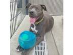 Adopt PAIGE a Pit Bull Terrier