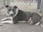Adopt SKYE a Pit Bull Terrier, Mixed Breed