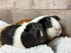 Adopt Pumpkin & Cookie a Guinea Pig
