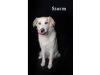 Adopt Storm a Great Pyrenees