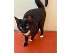 Adopt Peabody a Domestic Short Hair