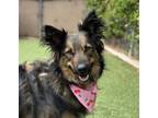 Adopt Zoodle a German Shepherd Dog