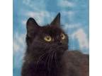 Adopt Mimi a Domestic Medium Hair