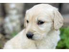 Golden Retriever Puppy for sale in Springfield, MO, USA