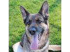 Adopt Sabrina a German Shepherd Dog