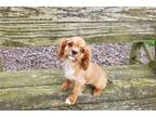 Cavalier King Charles Spaniel Puppy for sale in South Bend, IN, USA