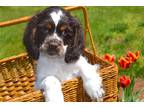 Cocker Spaniel Puppy for sale in South Bend, IN, USA