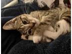 Adopt Sparrow a Tabby, Domestic Short Hair