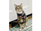 Adopt Purrdy a Tabby, Domestic Short Hair