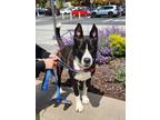 Adopt BELLA a Australian Cattle Dog / Blue Heeler, Mixed Breed