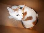 Adopt KOI POND a Domestic Short Hair