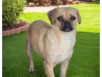 Adopt SOPHIA a Pug