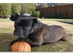 Adopt TINA a Pug