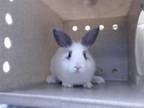 Adopt REM a Bunny Rabbit